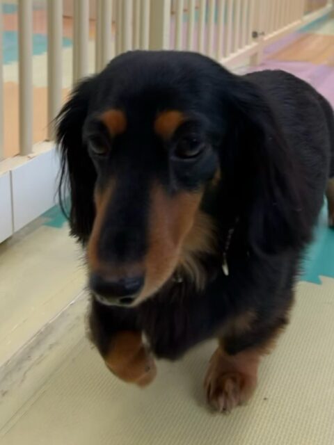 クッキーちゃん🐶
本日は朝からいろんな子達の匂いを嗅いだり、たくさん挨拶をしたり、スタッフを追いかけてくれたりして過ごしていました🤭
🐾🐶愛犬のお悩みご相談ください🐶🐾
@kenkohmura_official
↑フォロー待ってます↑
〒955-0091 新潟県三条市上須頃大割428−1
☎︎ 0256-35-2571
✉️ info@kenkohmura.jp
HP: https://kenkohmura.jp
LINE: https://lin.ee/7LIz5sb
#犬幸村#犬の幼稚園 #吠える、噛む #犬のしつけ #トイレ
ダックスダックス可愛いダックス倶楽部ダックス可愛すぎダックス大好き