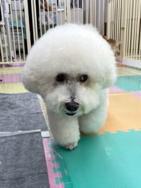 大吉ちゃん🐶
本日は朝からやん丸や、まめちゃん、すけちゃん達と激しすぎるおしゃべりをしたり、追いかけっこをしたりして激しい午前中を過ごしていました🤭
午後からは午前中でかなり疲れたのかゆっくりまったり過ごしてたまに眠ってたりして過ごしていました😴
🐾🐶愛犬のお悩みご相談ください🐶🐾
@kenkohmura_official
↑フォロー待ってます↑
〒955-0091 新潟県三条市上須頃大割428−1
☎︎ 0256-35-2571
✉️ info@kenkohmura.jp
HP: https://kenkohmura.jp
LINE: https://lin.ee/7LIz5sb
#犬幸村#犬の幼稚園 #吠える、噛む #犬のしつけ #トイレ
ビションビション可愛いビション大好きビション倶楽部ビション可愛いすぎる