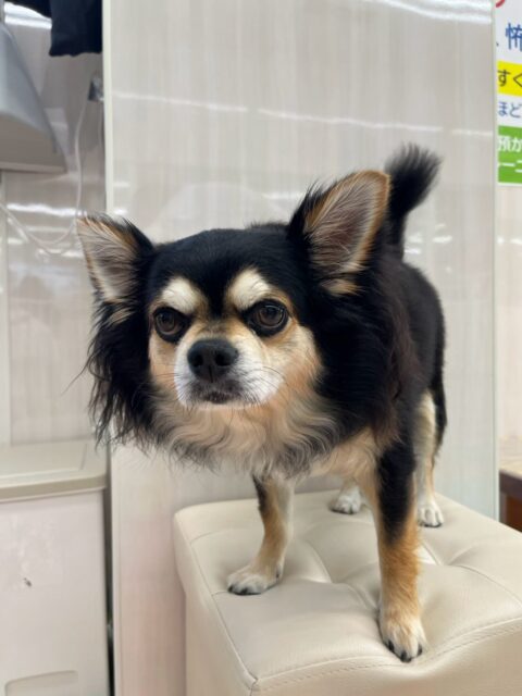 ゴロー丸ちゃん🐶
本日はコジロウちゃんやモカちゃん、幼稚園体験に来てくれた子達からたくさん挨拶をされたり、かまってアピールをされたりして過ごしていました🤭
🐾🐶愛犬のお悩みご相談ください🐶🐾
@kenkohmura_official
↑フォロー待ってます↑
〒955-0091 新潟県三条市上須頃大割428−1
☎︎ 0256-35-2571
✉️ info@kenkohmura.jp
HP: https://kenkohmura.jp
LINE: https://lin.ee/7LIz5sb
#犬幸村#犬の幼稚園 #吠える、噛む #犬のしつけ #トイレ
チワワチワワ可愛いチワワ倶楽部チワワ可愛いすぎるチワワ大好き