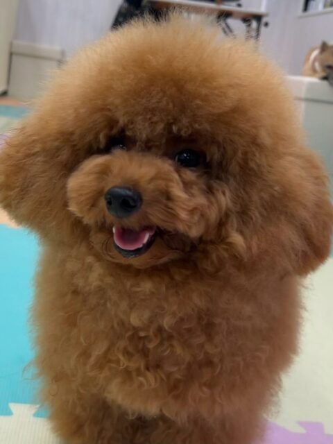 ププちゃん🐶
本日もお気に入りのニコペットのちびっ子達を見つけて猛ダッシュで走って突っ込んで行きました🤣
他にもバランスボールで体幹トレーニングをしたり、スタッフを追いかけて走ったりもしてくれました😍
🐾🐶愛犬のお悩みご相談ください🐶🐾
@kenkohmura_official
↑フォロー待ってます↑
〒955-0091 新潟県三条市上須頃大割428−1
☎︎ 0256-35-2571
✉️ info@kenkohmura.jp
HP: https://kenkohmura.jp
LINE: https://lin.ee/7LIz5sb
#犬幸村#犬の幼稚園 #吠える、噛む #犬のしつけ #トイレ
トイプートイプー可愛いトイプー倶楽部トイプー大好きトイプー可愛いすぎる