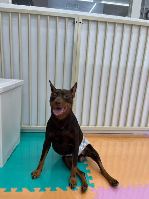 とらのすけちゃん🐶
本日は、やん丸やぽん太、ちーずちゃん達と追いかけっこをしたり、お腹を出したり、ワンプロをしたりして楽しそうに過ごしていました🤭
🐾🐶愛犬のお悩みご相談ください🐶🐾
@kenkohmura_official
↑フォロー待ってます↑
〒955-0091 新潟県三条市上須頃大割428−1
☎︎ 0256-35-2571
✉️ info@kenkohmura.jp
HP: https://kenkohmura.jp
LINE: https://lin.ee/7LIz5sb
#犬幸村#犬の幼稚園 #吠える、噛む #犬のしつけ #トイレ
ピンシャーミニピンミニピン可愛いミニピン倶楽部ミニピン可愛いすぎる