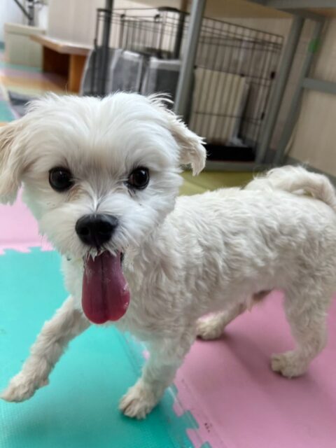 本日初来園のポッケちゃん🐶
最初は固まってあまり動けていませんでしたが、いろんな子達に匂いを嗅がれてだんだん慣れてきたのか自分から匂いをかいでみたり、みんなに挨拶を返せるようになってきてすごく良かったです👏
🐾🐶愛犬のお悩みご相談ください🐶🐾
@kenkohmura_official
↑フォロー待ってます↑
〒955-0091 新潟県三条市上須頃大割428−1
☎︎ 0256-35-2571
✉️ info@kenkohmura.jp
HP: https://kenkohmura.jp
LINE: https://lin.ee/7LIz5sb
#犬幸村#犬の幼稚園 #吠える、噛む #犬のしつけ #トイレ
マルチーズマルチーズ可愛いマルチーズ大好きマルチーズ倶楽部マルチーズ可愛いすぎる
