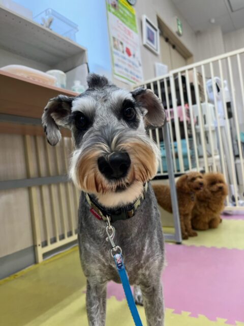 ペリーちゃん🐶
本日歯磨きトレーニングを開始して1年11ヶ月が経ちました
歯の状態はかなり良く上手にキープできてると思います‼️このまま継続して綺麗な状態を保ちましょう✊
園内では、チャリーちゃんやこまちゃん、のりまきちゃん達と走り回ったりみんなでお話をしながら激しいワンプロを繰り広げていました👍
🐾🐶愛犬のお悩みご相談ください🐶🐾
@kenkohmura_official
↑フォロー待ってます↑
〒955-0091 新潟県三条市上須頃大割428−1
☎︎ 0256-35-2571
✉️ info@kenkohmura.jp
HP: https://kenkohmura.jp
LINE: https://lin.ee/7LIz5sb
#犬幸村#犬の幼稚園 #吠える、噛む #犬のしつけ #トイレ
シュナウザーシュナウザー可愛いシュナウザー大好きシュナウザー倶楽部シュナウザー可愛いすぎる