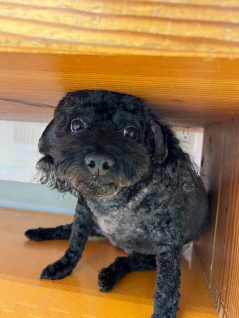 イブちゃん&ルイちゃん🐶
本日歯磨きトレーニングを開始して2年が経ちました🦷
歯の状態はイブちゃんはかなり良くキープできています‼️このままキープを目指して頑張りましょう✊
ルイちゃんは少し汚れが気になりつつあるので汚れている場所を重点的に磨いてこれ以上汚れがつかないようにキープしていきましょう✊
園内でイブちゃんはのりまきちゃんやチャリーちゃん、こまちゃん達のチーム柴犬達にモテモテでした🤭いろんな子達に遊びを誘われて楽しそうに過ごしていました👍
ルイちゃんはチャリーちゃんやププちゃん、モカちゃん達と走り回ったり、ワンプロを仕掛けあったりして楽しんでいました🤣
🐾🐶愛犬のお悩みご相談ください🐶🐾
@kenkohmura_official
↑フォロー待ってます↑
〒955-0091 新潟県三条市上須頃大割428−1
☎︎ 0256-35-2571
✉️ info@kenkohmura.jp
HP: https://kenkohmura.jp
LINE: https://lin.ee/7LIz5sb
#犬幸村#犬の幼稚園 #吠える、噛む #犬のしつけ #トイレ
トイプートイプー可愛いトイプー倶楽部トイプー可愛いすぎるトイプー大好き