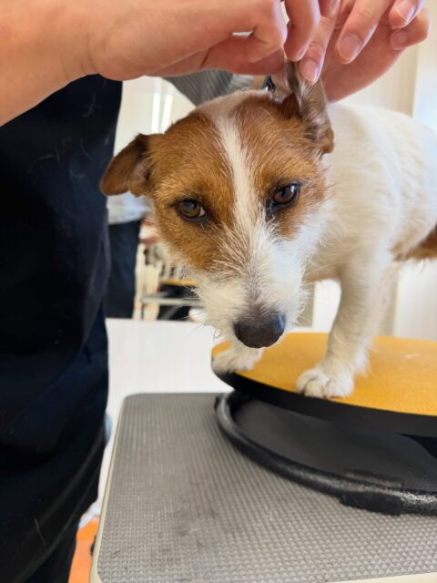 マロンちゃん🐶
本日も上手にプラッキングをさせてくれて、プラッキング後はスッキリしたのか他の子達と走ってみたり、ちょっかいを掛け合ったりして過ごしていました🤭
🐾🐶愛犬のお悩みご相談ください🐶🐾
@kenkohmura_official
↑フォロー待ってます↑
〒955-0091 新潟県三条市上須頃大割428−1
☎︎ 0256-35-2571
✉️ info@kenkohmura.jp
HP: https://kenkohmura.jp
LINE: https://lin.ee/7LIz5sb
#犬幸村#犬の幼稚園 #吠える、噛む #犬のしつけ #トイレ
ジャックラッセルジャックラッセル可愛いジャック可愛いジャックラッセル倶楽部