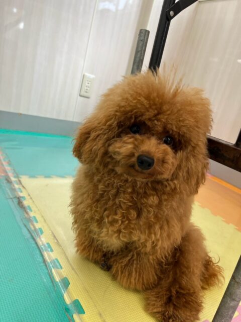 ププちゃん&ポポちゃん🐶
本日ププちゃんはちーずちゃんや、ぽん太達と走り回ったり、みんなで楽しそうに過ごしていました🤭
ポポちゃんはまるちゃん&ちーずちゃんがかなり気に入ったのかかなり猛烈にアタックして何度もあそぼーよーと遊びを誘ってくれていました👍
🐾🐶愛犬のお悩みご相談ください🐶🐾
@kenkohmura_official
↑フォロー待ってます↑
〒955-0091 新潟県三条市上須頃大割428−1
☎︎ 0256-35-2571
✉️ info@kenkohmura.jp
HP: https://kenkohmura.jp
LINE: https://lin.ee/7LIz5sb
#犬幸村#犬の幼稚園 #吠える、噛む #犬のしつけ #トイレ
トイプートイプー可愛いトイプー倶楽部トイプー可愛いすぎる