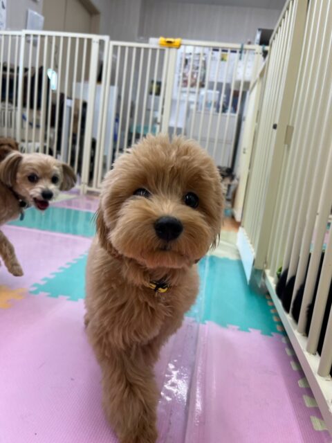本日幼稚園体験に2頭来てくれました🐶
1頭目の子は最初かなり緊張していたのか、あまり動けずに匂いを嗅がれてる時にビクビクしていましたが、徐々に自分から匂いをかいだり、遊びを誘えるようにもなってきていたので非常によかったです👍
次はお友達を増やせるように頑張りましょう✊
2頭目の子は最初からかなり動けていて周りの子達と追いかけっこをしたり、遊びをたくさん誘い合ってみたり、園内をぐるぐる探検してみたりして活発に動いていました👍
🐾🐶愛犬のお悩みご相談ください🐶🐾
@kenkohmura_official
↑フォロー待ってます↑
〒955-0091 新潟県三条市上須頃大割428−1
☎︎ 0256-35-2571
✉️ info@kenkohmura.jp
HP: https://kenkohmura.jp
LINE: https://lin.ee/7LIz5sb
#犬幸村#犬の幼稚園 #吠える、噛む #犬のしつけ #トイレ
ミックスミックス犬シュナウザーシュナウザー可愛い