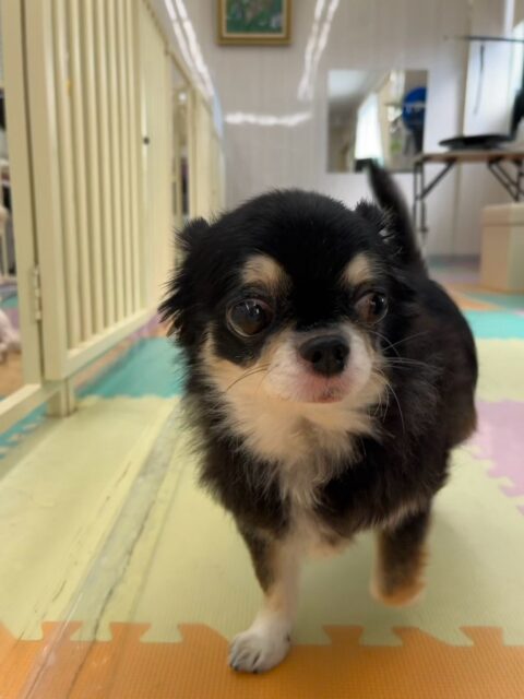 こまめちゃん🐶
本日はまるちゃんやちーずちゃん達にちょっかいを出されたりたくさん遊びを誘われたりして人気者でした🤭
中にはしつこすぎて、しつこいよ‼️とブチギレられた子達もいたようです🤣
🐾🐶愛犬のお悩みご相談ください🐶🐾
@kenkohmura_official
↑フォロー待ってます↑
〒955-0091 新潟県三条市上須頃大割428−1
☎︎ 0256-35-2571
✉️ info@kenkohmura.jp
HP: https://kenkohmura.jp
LINE: https://lin.ee/7LIz5sb
#犬幸村#犬の幼稚園 #吠える、噛む #犬のしつけ #トイレ
チワワチワワ可愛いチワワ倶楽部チワワ可愛いすぎるチワワクラT