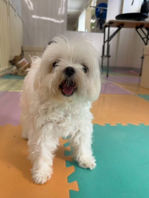 まるちゃん&ちーずちゃん🐶
本日まるちゃんは朝からいろんな子達と喋り合ったり、ちょっかいを出されてなんだよー‼️と怒ったりしていました🤭
ちーずちゃんはポポちゃんやププちゃん達と走り回ったり、みんなで激しいワンプロを繰り広げたりして楽しそうに過ごしていました👍
🐾🐶愛犬のお悩みご相談ください🐶🐾
@kenkohmura_official
↑フォロー待ってます↑
〒955-0091 新潟県三条市上須頃大割428−1
☎︎ 0256-35-2571
✉️ info@kenkohmura.jp
HP: https://kenkohmura.jp
LINE: https://lin.ee/7LIz5sb
#犬幸村#犬の幼稚園 #吠える、噛む #犬のしつけ #トイレ
マルチーズマルチーズ可愛いマルチーズ大好きマルチーズ倶楽部マルチーズ可愛いすぎる