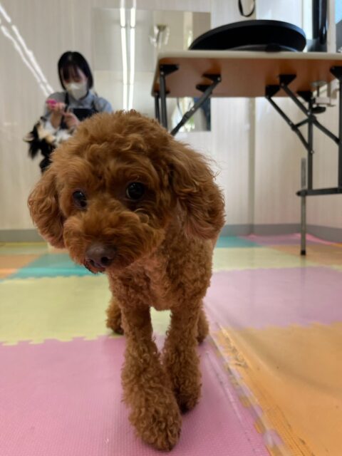 もこちゃん🐶
本日はニコペットのちびっ子達やモカちゃん、ププちゃん達と匂いを走って嗅ぎに行ったり、スタッフにも朝の挨拶をたくさんしてくれて可愛いすぎました😍
🐾🐶愛犬のお悩みご相談ください🐶🐾
@kenkohmura_official
↑フォロー待ってます↑
〒955-0091 新潟県三条市上須頃大割428−1
☎︎ 0256-35-2571
✉️ info@kenkohmura.jp
HP: https://kenkohmura.jp
LINE: https://lin.ee/7LIz5sb
#犬幸村#犬の幼稚園 #吠える、噛む #犬のしつけ #トイレ
トイプートイプー可愛いトイプー倶楽部トイプー可愛いすぎるトイプー大好き