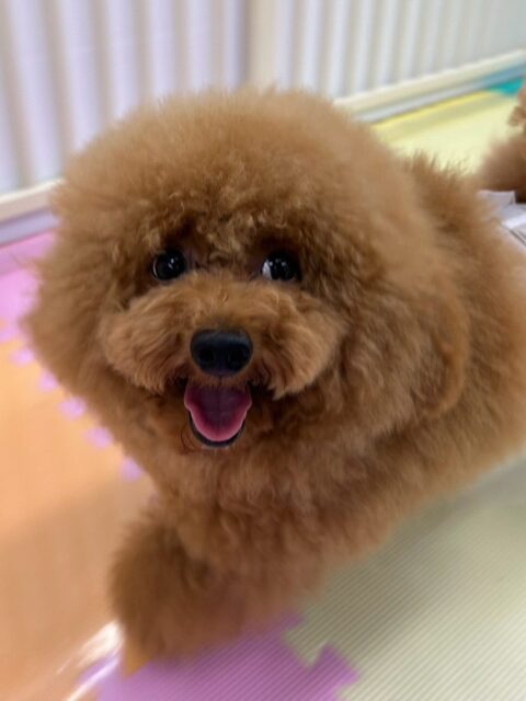 ププちゃん🐶
本日は幼稚園体験の子がかなり気に入ったのか一緒に走り回ったり、激しい追いかけっこをしたりして夢中になっていました🤭
🐾🐶愛犬のお悩みご相談ください🐶🐾
@kenkohmura_official
↑フォロー待ってます↑
〒955-0091 新潟県三条市上須頃大割428−1
☎︎ 0256-35-2571
✉️ info@kenkohmura.jp
HP: https://kenkohmura.jp
LINE: https://lin.ee/7LIz5sb
#犬幸村#犬の幼稚園 #吠える、噛む #犬のしつけ #トイレ
トイプートイプー可愛いトイプー倶楽部トイプー大好きトイプー可愛いすぎる
