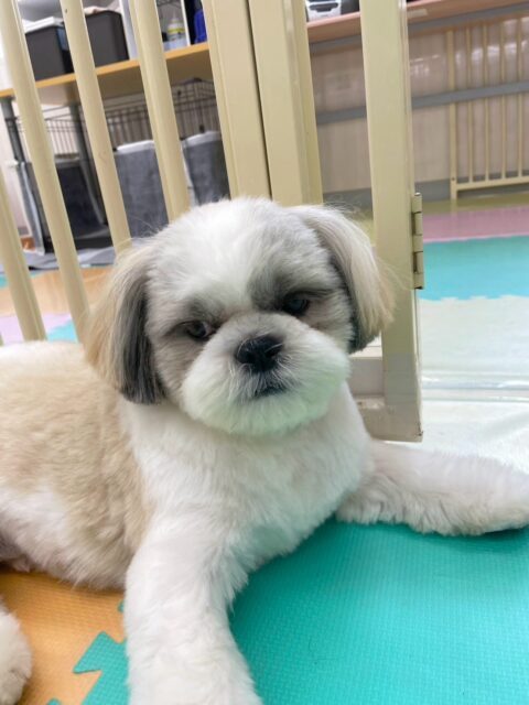 マルちゃん🐶
本日は朝からかなり動き回ったり、みんなで追いかけっこをしたりして楽しんでいました🤭
スタッフにも甘えん坊さんで本日も可愛いすぎました😍
🐾🐶愛犬のお悩みご相談ください🐶🐾
@kenkohmura_official
↑フォロー待ってます↑
〒955-0091 新潟県三条市上須頃大割428−1
☎︎ 0256-35-2571
✉️ info@kenkohmura.jp
HP: https://kenkohmura.jp
LINE: https://lin.ee/7LIz5sb
#犬幸村#犬の幼稚園 #吠える、噛む #犬のしつけ #トイレ
シーズーシーズー可愛いシーズー大好きシーズー倶楽部シーズー可愛いすぎる