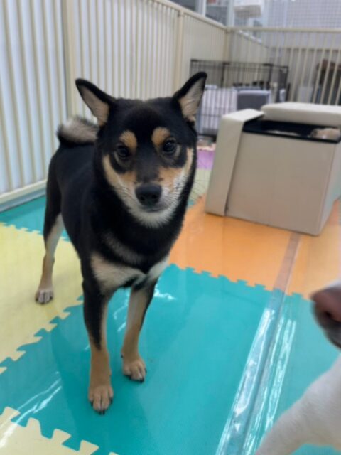 ももちゃん🐶
本日幼稚園では初めてのお手入れ、シャンプー非常に上手に頑張ってくれました👍みんなと遊んで疲れた後にお手入れやシャンプーなどをしました‼️非常に上手にやらせてくれてよかったです👏

園内ではあんずちゃんやコハクちゃん、ププちゃん達と激しいワンプロを繰り広げて1日中激しく遊び回って過ごしていました🤭

🐾🐶愛犬のお悩みご相談ください🐶🐾
@kenkohmura_official
 ↑フォロー待ってます↑

〒955-0091 新潟県三条市上須頃大割４２８−１
☎︎ 0256-35-3999
✉️ info@kenkohmura.jp
HP: https://kenkohmura.jp
LINE: https://lin.ee/7LIz5sb

#犬幸村#犬の幼稚園 #吠える、噛む #犬のしつけ #トイレ
柴犬柴犬可愛い柴犬大好き柴犬可愛いすぎる柴犬大好き