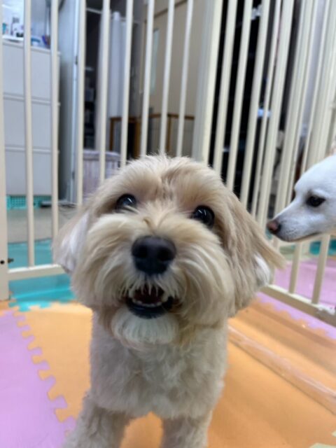 ナッツちゃん🐶
久しぶりの来園でみんなから注目の的でした🤭来園してる子達全員から挨拶や匂いを嗅がれたりしてたまにしつこく遊びを誘われたりするとなんだよ‼️とキレていました🤣

🐾🐶愛犬のお悩みご相談ください🐶🐾
@kenkohmura_official
 ↑フォロー待ってます↑

〒955-0091 新潟県三条市上須頃大割４２８−１
☎︎ 0256-35-3999
✉️ info@kenkohmura.jp
HP: https://kenkohmura.jp
LINE: https://lin.ee/7LIz5sb

#犬幸村#犬の幼稚園 #吠える、噛む #犬のしつけ #トイレ
ミックスミックス犬ミックス犬可愛いミックス犬大好きミックス犬倶楽部