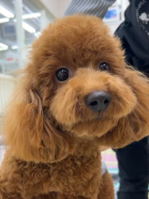 茶々丸ちゃん🐶
本日歯磨きトレーニングを開始して2ヶ月が経ちました🦷
歯の状態は非常に良くキープできているのでこのまま汚れをつけないように頑張りましょう✊
園内ではマルちゃんやきりまるちゃん、まろちゃん達を遊びに誘ってみたり、ニコペットのちびっ子達と激しいワンプロや追いかけっこをしたりして非常に楽しそうに過ごしていました🤭
🐾🐶愛犬のお悩みご相談ください🐶🐾
@kenkohmura_official
↑フォロー待ってます↑
〒955-0091 新潟県三条市上須頃大割428−1
☎︎ 0256-35-2571
✉️ info@kenkohmura.jp
HP: https://kenkohmura.jp
LINE: https://lin.ee/7LIz5sb
#犬幸村#犬の幼稚園 #吠える、噛む #犬のしつけ #トイレ
トイプートイプー可愛いトイプー倶楽部トイプー大好きトイプー可愛いすぎる
