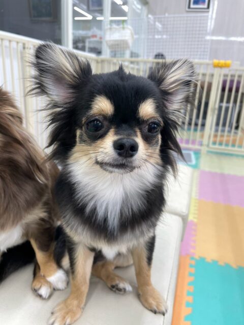 きりまるちゃん&まろちゃん🐶
本日歯磨きトレーニングを開始して5ヶ月が経ちました🦷
歯の状態は非常に綺麗にキープできているのでこのまま汚れがつかない状態をキープしましょう✊
園内では朝からいろんな表情で写真をたくさん撮らせてくれて可愛いすぎました😍
他にもニコペットのちびっ子達に囲まれて匂いを嗅がれたり、みんなにたくさん挨拶をされたり、遊びを誘われたりして大人気でした🤭
🐾🐶愛犬のお悩みご相談ください🐶🐾
@kenkohmura_official
↑フォロー待ってます↑
〒955-0091 新潟県三条市上須頃大割428−1
☎︎ 0256-35-2571
✉️ info@kenkohmura.jp
HP: https://kenkohmura.jp
LINE: https://lin.ee/7LIz5sb
#犬幸村#犬の幼稚園 #吠える、噛む #犬のしつけ #トイレ
チワワチワワ可愛いチワワ倶楽部チワワ大好きチワワ可愛いすぎる