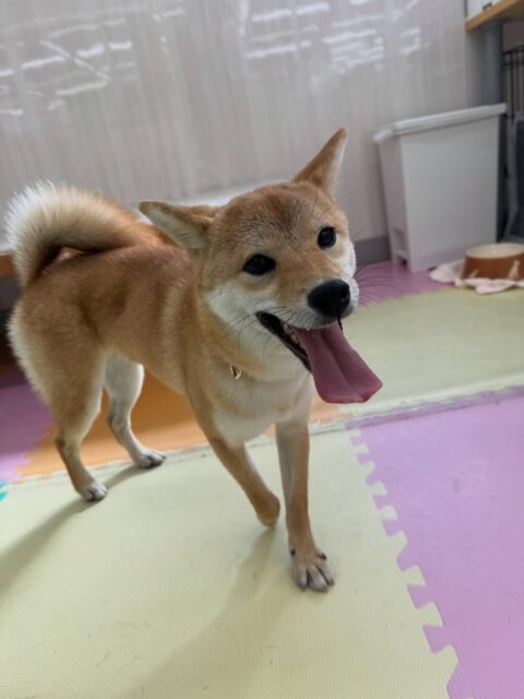 あんずちゃん🐶
本日は相性抜群なももちゃんやコハクちゃん達と朝から夕方までずーっと激しいワンプロを仕掛けあったり、園内を大爆走したりして非常に楽しそうに過ごしていました🤭

🐾🐶愛犬のお悩みご相談ください🐶🐾
@kenkohmura_official
 ↑フォロー待ってます↑

〒955-0091 新潟県三条市上須頃大割４２８−１
☎︎ 0256-35-3999
✉️ info@kenkohmura.jp
HP: https://kenkohmura.jp
LINE: https://lin.ee/7LIz5sb

#犬幸村#犬の幼稚園 #吠える、噛む #犬のしつけ #トイレ
柴犬柴犬可愛い柴犬大好き柴犬倶楽部柴犬可愛いすぎる