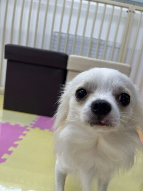 ココちゃん🐶
本日は久しぶりの来園で最初はかなり緊張した様子で周りをキョロキョロみたり、匂いを嗅がれてビクビクしていました‼️ですがだんだん慣れてきたのか自分から匂いを嗅いでみたり、しつこい子達になんだよ!と言ってみたり、自分から匂いを嗅いだりもできていたので非常に良かったです👍
🐾🐶愛犬のお悩みご相談ください🐶🐾
@kenkohmura_official
↑フォロー待ってます↑
〒955-0091 新潟県三条市上須頃大割428−1
☎︎ 0256-35-3999
✉️ info@kenkohmura.jp
HP: https://kenkohmura.jp
LINE: https://lin.ee/7LIz5sb
#犬幸村#犬の幼稚園 #吠える、噛む #犬のしつけ #トイレ
チワワチワワ可愛いチワワ倶楽部チワワ大好きチワワ可愛いすぎる