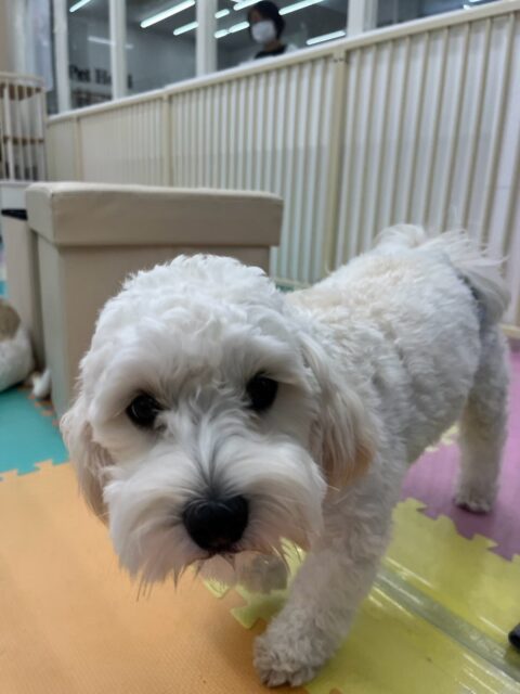ふうちゃん🐶
本日はコハクちゃんやももちゃん、あんずちゃん達とたくさんお話をしたり、園内を大爆走で走り回ったりして非常に楽しそうに過ごしていました🤭

🐾🐶愛犬のお悩みご相談ください🐶🐾
@kenkohmura_official
 ↑フォロー待ってます↑

〒955-0091 新潟県三条市上須頃大割４２８−１
☎︎ 0256-35-3999
✉️ info@kenkohmura.jp
HP: https://kenkohmura.jp
LINE: https://lin.ee/7LIz5sb

#犬幸村#犬の幼稚園 #吠える、噛む #犬のしつけ #トイレ
ミックスミックス犬ミックス犬可愛いミックス犬大好きミックス犬クラ