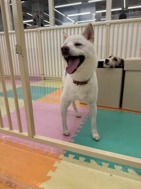 コハクちゃん🐶
本日歯磨きトレーニングを開始して1年5ヶ月が経ちました
歯の状態は非常に綺麗なのでこのまま継続を意識してキープできるように頑張りましょう✊

園内では相変わらず表情豊かなコハクちゃんとくに2枚目がスタッフのお気に入りです🤣
他にもももちゃんやあんずちゃん、ふうちゃん達と走り回ったり、激しいお話し合いをしながら、激しいワンプロを繰り広げたりして過ごしていました👍

🐾🐶愛犬のお悩みご相談ください🐶🐾
@kenkohmura_official
 ↑フォロー待ってます↑

〒955-0091 新潟県三条市上須頃大割４２８−１
☎︎ 0256-35-3999
✉️ info@kenkohmura.jp
HP: https://kenkohmura.jp
LINE: https://lin.ee/7LIz5sb

#犬幸村#犬の幼稚園 #吠える、噛む #犬のしつけ #トイレ
柴犬柴犬可愛い柴犬大好き柴犬倶楽部柴犬可愛いすぎる