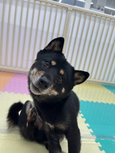 コタローちゃん🐶
本日歯磨きトレーニングを開始して1年4ヶ月が経ちました
歯の状態は変わらずに綺麗にキープされていて良いです‼️このままキープを意識して頑張りましょう✊
園内では、ぽん太ややん丸達と1日中走り回ったり、みんなで激しいワンプロを仕掛けあったりして非常に楽しそうに過ごしていました🤭
🐾🐶愛犬のお悩みご相談ください🐶🐾
@kenkohmura_official
↑フォロー待ってます↑
〒955-0091 新潟県三条市上須頃大割428−1
☎︎ 0256-35-3999
✉️ info@kenkohmura.jp
HP: https://kenkohmura.jp
LINE: https://lin.ee/7LIz5sb
#犬幸村#犬の幼稚園 #吠える、噛む #犬のしつけ #トイレ
柴犬柴犬大好き柴犬倶楽部柴犬可愛いすぎる柴犬可愛い