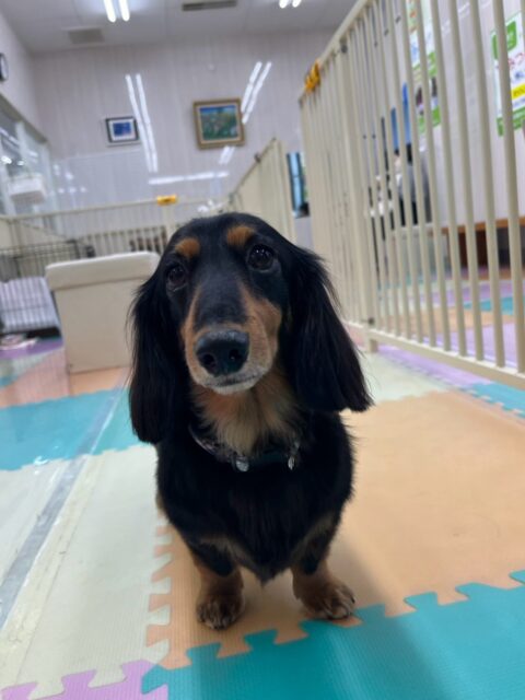 クッキーちゃん🐶
本日はピピちゃんやゴロー丸ちゃん、幼稚園体験に来てくれた子達を追いかけて、走ってみたり、匂いを嗅ぎ合って挨拶をしたりして上手にコミュニケーションをとっていました👍
🐾🐶愛犬のお悩みご相談ください🐶🐾
@kenkohmura_official
↑フォロー待ってます↑
〒955-0091 新潟県三条市上須頃大割428−1
☎︎ 0256-35-3999
✉️ info@kenkohmura.jp
HP: https://kenkohmura.jp
LINE: https://lin.ee/7LIz5sb
#犬幸村#犬の幼稚園 #吠える、噛む #犬のしつけ #トイレ
ダックスダックス可愛いダックス倶楽部ダックス可愛いすぎるダックス大好き