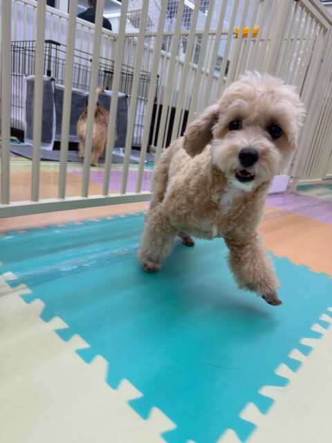 本日幼稚園体験に来てくれました🐶
最初はかなり緊張したのか周りの様子を伺いながらキョロキョロしていましたが、だんだん慣れてきたのか最後には楽しそうに園内を走り回ったり、自分から匂いを嗅ぐこともできていたので非常に良かったです👏

🐾🐶愛犬のお悩みご相談ください🐶🐾
@kenkohmura_official
 ↑フォロー待ってます↑

〒955-0091 新潟県三条市上須頃大割４２８−１
☎︎ 0256-35-3999
✉️ info@kenkohmura.jp
HP: https://kenkohmura.jp
LINE: https://lin.ee/7LIz5sb

#犬幸村#犬の幼稚園 #吠える、噛む #犬のしつけ #トイレ
ミックスミックス犬ミックス犬可愛いミックス犬大好きミックス犬倶楽部