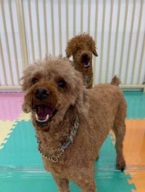 本日幼稚園体験に来てくれました🐶
みんな最初は緊張してあまり動けずに周りをキョロキョロしたりしていましたが、すぐにみんなと打ち解けたようで、自分から挨拶をしたり、匂いを嗅いだりしてコミュニケーションをとって過ごしていました👏
🐾🐶愛犬のお悩みご相談ください🐶🐾
@kenkohmura_official
↑フォロー待ってます↑
〒955-0091 新潟県三条市上須頃大割428−1
☎︎ 0256-35-3999
✉️ info@kenkohmura.jp
HP: https://kenkohmura.jp
LINE: https://lin.ee/7LIz5sb
#犬幸村#犬の幼稚園 #吠える、噛む #犬のしつけ #トイレ
トイプートイプー可愛いトイプー倶楽部トイプー可愛いすぎる