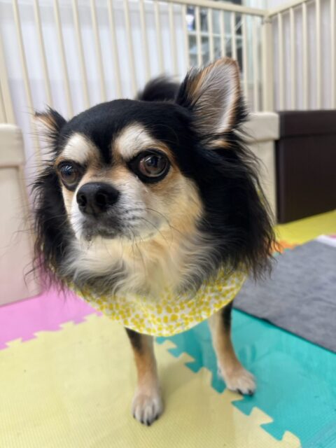 ゴロー丸ちゃん🐶
本日は大好きなピピちゃんやクッキーちゃん達と一緒に匂いを嗅ぎ合って挨拶をしたり、みんなで乗っかりあいや園内を走り回ったりして楽しんでいました🤭
🐾🐶愛犬のお悩みご相談ください🐶🐾
@kenkohmura_official
↑フォロー待ってます↑
〒955-0091 新潟県三条市上須頃大割428−1
☎︎ 0256-35-3999
✉️ info@kenkohmura.jp
HP: https://kenkohmura.jp
LINE: https://lin.ee/7LIz5sb
#犬幸村#犬の幼稚園 #吠える、噛む #犬のしつけ #トイレ
チワワチワワ可愛いチワワ倶楽部チワワ可愛いすぎるチワワ大好き