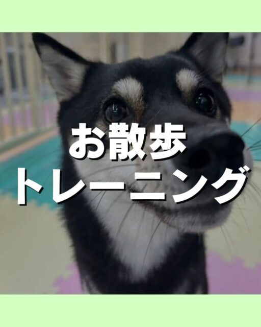 お散歩トレーニング講習会🐶
本日もお散歩トレーニング講習会に参加していただきました😆

こんなお悩みありませんか？
引っ張りが気になる⋯⁡
⁡拾い食いが気になる⋯⁡
⁡他の子や人に吠えてしまう⋯⁡
⁡お気軽にお問い合わせください💁

🐾🐶愛犬のお悩みご相談ください🐶🐾
@kenkohmura_official
 ↑フォロー待ってます↑

〒955-0091 新潟県三条市上須頃大割４２８−１
☎︎ 0256-35-3999
✉️ info@kenkohmura.jp
HP: https://kenkohmura.jp
LINE: https://lin.ee/7LIz5sb

#犬幸村#犬の幼稚園 #吠える、噛む #犬のしつけ #トイレ　お散歩トレーニング