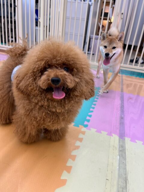 ププちゃん🐶
本日はももちゃんやあんずちゃん達とたくさんちょっかいを出し合ってみたり、園内をぐるぐる追いかけられたりして過ごしていました🤭

🐾🐶愛犬のお悩みご相談ください🐶🐾
@kenkohmura_official
 ↑フォロー待ってます↑

〒955-0091 新潟県三条市上須頃大割４２８−１
☎︎ 0256-35-3999
✉️ info@kenkohmura.jp
HP: https://kenkohmura.jp
LINE: https://lin.ee/7LIz5sb

#犬幸村#犬の幼稚園 #吠える、噛む #犬のしつけ #トイレ
トイプートイプー可愛いトイプー倶楽部トイプー可愛いすぎるトイプー大好き