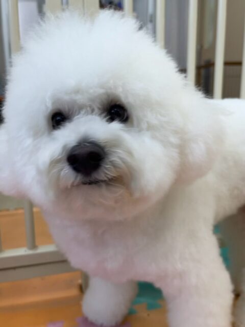 ピピちゃん🐶
本日は大好きなゴロー丸ちゃんやクッキーちゃん達と匂いを嗅ぎ合って、乗っかりあったりして過ごしていました🤭
他にもニコペットのちびっ子達やコタローちゃん達にちょっかいを出されてブチギレたりして過ごしていました🤣
🐾🐶愛犬のお悩みご相談ください🐶🐾
@kenkohmura_official
↑フォロー待ってます↑
〒955-0091 新潟県三条市上須頃大割428−1
☎︎ 0256-35-3999
✉️ info@kenkohmura.jp
HP: https://kenkohmura.jp
LINE: https://lin.ee/7LIz5sb
#犬幸村#犬の幼稚園 #吠える、噛む #犬のしつけ #トイレ
ビションビション大好きビション倶楽部ビション可愛いすぎるビション可愛い