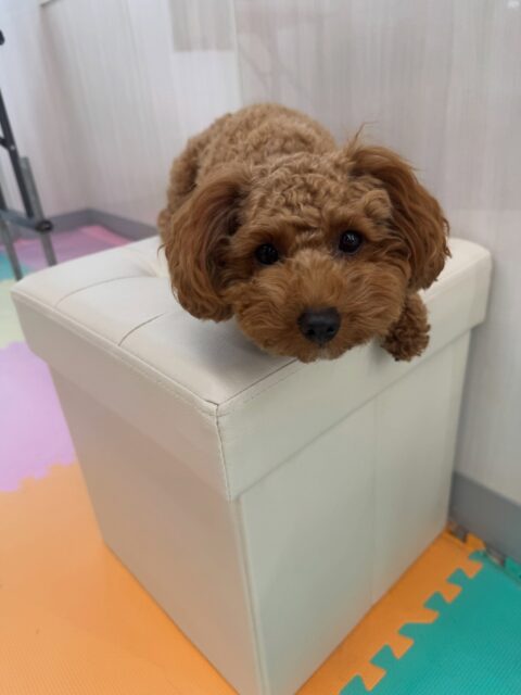 モカちゃん🐶
本日はふうちゃんやププちゃん、コハクちゃん達にちょっかいを出されてなんだよ‼️と園内を追いかけてみたり、ナッツちゃんが気になって自分から挨拶をしてみたりして過ごしていました🤭

🐾🐶愛犬のお悩みご相談ください🐶🐾
@kenkohmura_official
 ↑フォロー待ってます↑

〒955-0091 新潟県三条市上須頃大割４２８−１
☎︎ 0256-35-3999
✉️ info@kenkohmura.jp
HP: https://kenkohmura.jp
LINE: https://lin.ee/7LIz5sb

#犬幸村#犬の幼稚園 #吠える、噛む #犬のしつけ #トイレ
トイプートイプー可愛いトイプー倶楽部トイプー可愛いすぎるトイプー大好き