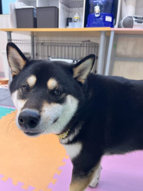 北斗ちゃん🐶
本日はコタローちゃんやニコペットのちびっ子達にたくさんちょっかいを出されたり、みんなに匂いを嗅がれたりして過ごしていました🤭
夕方にはテンションが上がってきてスタッフと追いかけっこを楽しんでくれて可愛かったです😍
🐾🐶愛犬のお悩みご相談ください🐶🐾
@kenkohmura_official
↑フォロー待ってます↑
〒955-0091 新潟県三条市上須頃大割428−1
☎︎ 0256-35-3999
✉️ info@kenkohmura.jp
HP: https://kenkohmura.jp
LINE: https://lin.ee/7LIz5sb
#犬幸村#犬の幼稚園 #吠える、噛む #犬のしつけ #トイレ
柴犬柴犬可愛い柴犬大好き柴犬倶楽部柴犬可愛いすぎる