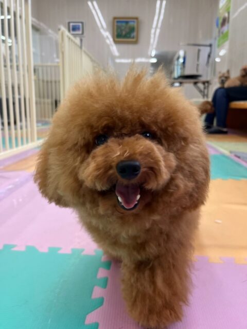 ププちゃん🐶
本日もニコペットのちびっ子達やコタローちゃんやぽん太達と走り回ったり、みんなでワンプロを仕掛けあったりして過ごしていました🤭
🐾🐶愛犬のお悩みご相談ください🐶🐾
@kenkohmura_official
↑フォロー待ってます↑
〒955-0091 新潟県三条市上須頃大割428−1
☎︎ 0256-35-3999
✉️ info@kenkohmura.jp
HP: https://kenkohmura.jp
LINE: https://lin.ee/7LIz5sb
#犬幸村#犬の幼稚園 #吠える、噛む #犬のしつけ #トイレ
トイプートイプー可愛いトイプー倶楽部トイプー可愛いすぎるトイプー大好き