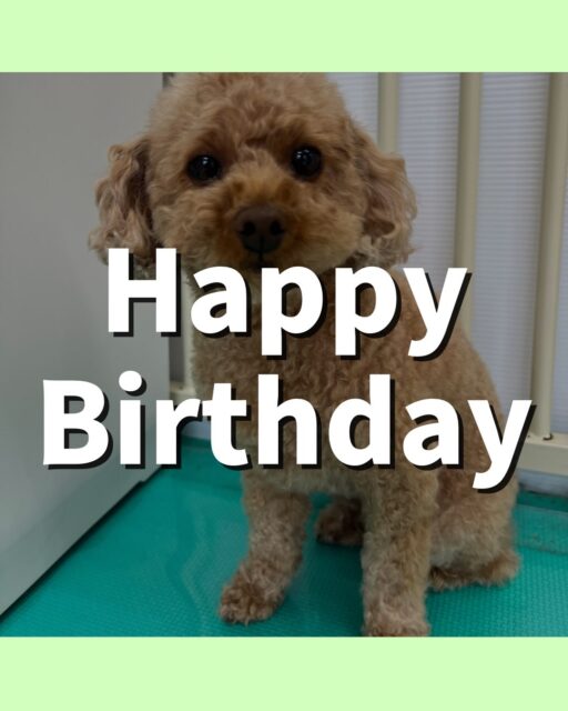 結希ちゃん🐶
お誕生日おめでとうございます🎂👏🏻
スタッフに構って〜と可愛くアピールしたり、やん丸の隣にいて落ち着いている様子でした😊
🐾🐶愛犬のお悩みご相談ください🐶🐾
@kenkohmura_official
↑フォロー待ってます↑
〒955-0091 新潟県三条市上須頃大割428−1
☎︎ 0256-35-3999
✉️ info@kenkohmura.jp
HP: https://kenkohmura.jp
LINE: https://lin.ee/7LIz5sb
#犬幸村#犬の幼稚園 #吠える噛む #犬のしつけ #トイレ
トイプードル トイプードル大好き トイプードル可愛い
