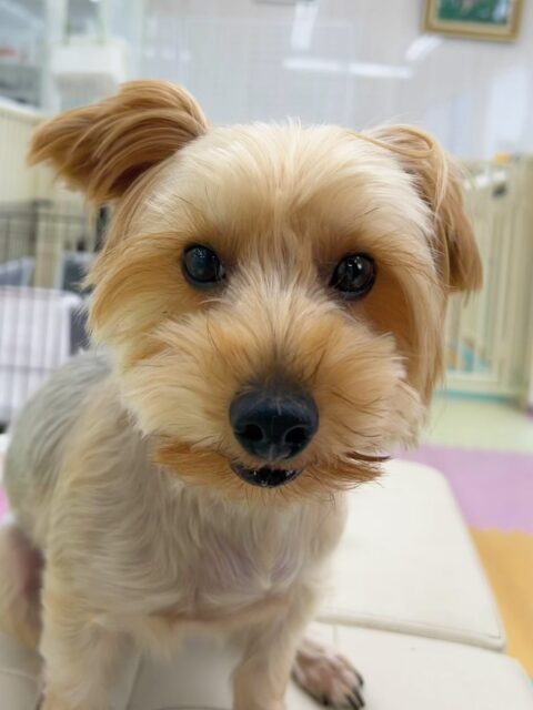 ロンちゃん🐶
今日はメロちゃんのことが気に入ったようで一生懸命匂いを嗅いでいました😆
まるちゃんやメロちゃんと追いかけっこをしたり、ププちゃんと顔を舐め合ったりして楽しそうに過ごしていました💗
🐾🐶愛犬のお悩みご相談ください🐶🐾
@kenkohmura_official
↑フォロー待ってます↑
〒955-0091 新潟県三条市上須頃大割428−1
☎︎ 0256-35-3999
✉️ info@kenkohmura.jp
HP: https://kenkohmura.jp
LINE: https://lin.ee/7LIz5sb
#犬幸村#犬の幼稚園 #吠える、噛む #犬のしつけ #トイレ
ヨークシャーテリア ヨーキー ヨークシャーテリアだいすき