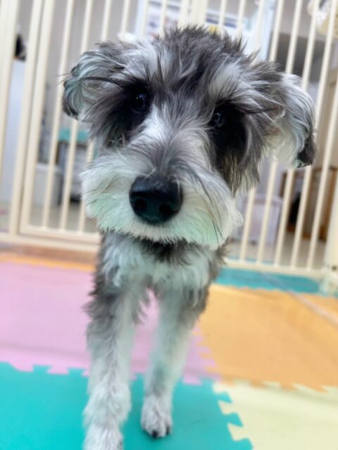 メロちゃん🐶
今日はロンちゃんやマロンちゃんなどと一緒に追いかけっこをして楽しそうでした😆
スタッフに「なでてー」と足でちょんちょんとアピールする姿が可愛かったです💗
🐾🐶愛犬のお悩みご相談ください🐶🐾
@kenkohmura_official
↑フォロー待ってます↑
〒955-0091 新潟県三条市上須頃大割428−1
☎︎ 0256-35-3999
✉️ info@kenkohmura.jp
HP: https://kenkohmura.jp
LINE: https://lin.ee/7LIz5sb
#犬幸村#犬の幼稚園 #吠える、噛む #犬のしつけ #トイレ
ミニチュアシュナウザー シュナウザー シュナ