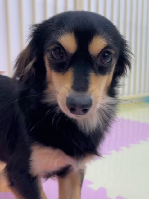ハニちゃん🐶
今日はまるちゃんやメロちゃんと挨拶をしたり、まるちゃんと追いかけっこをして楽しそうでした😆
最初は少し緊張していましたが、すぐ遊べていて安心しました👏
🐾🐶愛犬のお悩みご相談ください🐶🐾
@kenkohmura_official
↑フォロー待ってます↑
〒955-0091 新潟県三条市上須頃大割428−1
☎︎ 0256-35-3999
✉️ info@kenkohmura.jp
HP: https://kenkohmura.jp
LINE: https://lin.ee/7LIz5sb
#犬幸村#犬の幼稚園 #吠える、噛む #犬のしつけ #トイレ
ミニチュアダックスフンド ミニチュアダックス ダックス