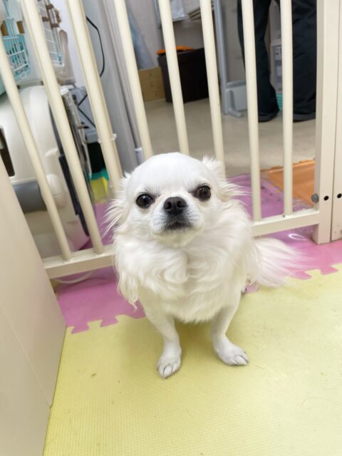 ビビちゃん🐶
今日はまろちゃんやロンちゃんに挨拶をしたり、園内を探検したりしていました😊
お散歩ではこちらの指示に合わせて止まったり、歩いたり上手にしてくれました👏
🐾🐶愛犬のお悩みご相談ください🐶🐾
@kenkohmura_official
↑フォロー待ってます↑
〒955-0091 新潟県三条市上須頃大割428−1
☎︎ 0256-35-3999
✉️ info@kenkohmura.jp
HP: https://kenkohmura.jp
LINE: https://lin.ee/7LIz5sb
#犬幸村#犬の幼稚園 #吠える、噛む #犬のしつけ #トイレ
チワワ ちわわ チワワだいすき