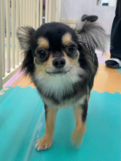 きりまるちゃん&まろちゃん🐶
今日はきりまるちゃんは小さい子とプロレスごっこをして遊んでいました✨
上に乗ってお尻で制圧する姿が可愛かったです🤣
まろちゃんは椅子の下でのんびりしたり、スタッフに甘えたりマイペースに過ごしていました💗
🐾🐶愛犬のお悩みご相談ください🐶🐾
@kenkohmura_official
↑フォロー待ってます↑
〒955-0091 新潟県三条市上須頃大割428−1
☎︎ 0256-35-3999
✉️ info@kenkohmura.jp
HP: https://kenkohmura.jp
LINE: https://lin.ee/7LIz5sb
#犬幸村#犬の幼稚園 #吠える、噛む #犬のしつけ #トイレ
チワワ ちわわ チワワだいすき