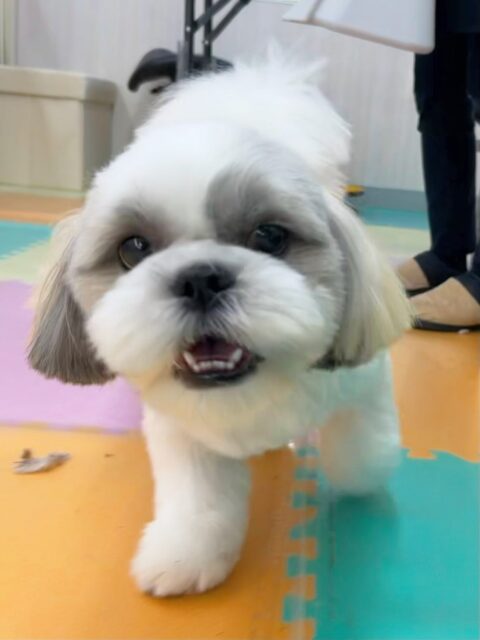 まるちゃん🐶
今日はメロちゃんやロンちゃんと追いかけっこをしたりして楽しそうでした😆
やん丸にかまってもらうために目の前に入り込む姿が可愛かったです💗
🐾🐶愛犬のお悩みご相談ください🐶🐾
@kenkohmura_official
↑フォロー待ってます↑
〒955-0091 新潟県三条市上須頃大割428−1
☎︎ 0256-35-3999
✉️ info@kenkohmura.jp
HP: https://kenkohmura.jp
LINE: https://lin.ee/7LIz5sb
#犬幸村#犬の幼稚園 #吠える、噛む #犬のしつけ #トイレ
シーズー しーずー シーズーだいすき