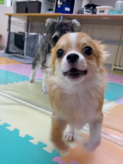 マロンちゃん🐶
今日はきりまるちゃんやポポちゃん、お店の小さい子達とプロレスごっこをしたりメロちゃんと追いかけっこをしたりして楽しそうでした😆
一日中パワフルに走り回っていましま👏
🐾🐶愛犬のお悩みご相談ください🐶🐾
@kenkohmura_official
↑フォロー待ってます↑
〒955-0091 新潟県三条市上須頃大割428−1
☎︎ 0256-35-3999
✉️ info@kenkohmura.jp
HP: https://kenkohmura.jp
LINE: https://lin.ee/7LIz5sb
#犬幸村#犬の幼稚園 #吠える、噛む #犬のしつけ #トイレ
ミックス犬 mix犬 ミックス犬だいすき