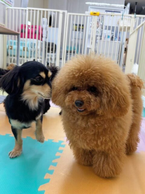 ププちゃん&ポポちゃん🐶
今日はププちゃんはお店の小さい子達に匂いを嗅がれて囲まれたり、ロンちゃんと顔を舐め合ったりしていました😆
ポポちゃんはマロンちゃんやお店の小さい子達と追いかけっこやプロレスごっこをして楽しそうでした😊
🐾🐶愛犬のお悩みご相談ください🐶🐾
@kenkohmura_official
↑フォロー待ってます↑
〒955-0091 新潟県三条市上須頃大割428−1
☎︎ 0256-35-3999
✉️ info@kenkohmura.jp
HP: https://kenkohmura.jp
LINE: https://lin.ee/7LIz5sb
#犬幸村#犬の幼稚園 #吠える、噛む #犬のしつけ #トイレ
トイプードル トイプー ポメラニアン ポメ