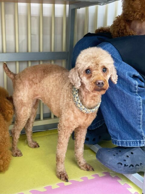 初来園のスモアちゃん&タフィーちゃん&ボネちゃん🐶
今日からお手入れやシャンプー、お散歩などたくさんのことを経験しました😆
お手入れでは苦手意識が強いようだったので少しずつ慣らしていきましょう✨
カットでは苦手な部分がみんなそれぞれ違いましたが頑張ってくれていました👏
シャンプーとお散歩ではみんな少し緊張しながらも上手に出来ていました😊
園内では色んな子達と挨拶をしたり、スタッフに甘えたりしていました💗
🐾🐶愛犬のお悩みご相談ください🐶🐾
@kenkohmura_official
↑フォロー待ってます↑
〒955-0091 新潟県三条市上須頃大割428−1
☎︎ 0256-35-3999
✉️ info@kenkohmura.jp
HP: https://kenkohmura.jp
LINE: https://lin.ee/7LIz5sb
#犬幸村#犬の幼稚園 #吠える、噛む #犬のしつけ #トイレ
トイプードル トイプー といぷー