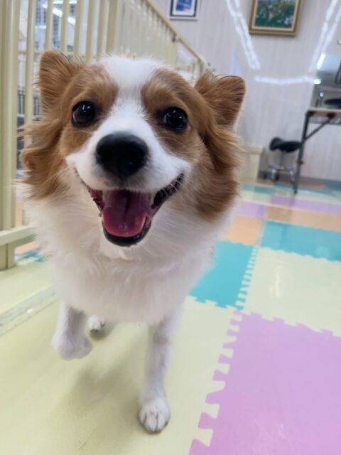 マロンちゃん🐶
ベンにお腹出していたり、仲良しのリラちゃんと隣にくっついてまったり過ごしていました😊
🐾🐶愛犬のお悩みご相談ください🐶🐾
@kenkohmura_official
↑フォロー待ってます↑
〒955-0091 新潟県三条市上須頃大割428−1
☎︎ 0256-35-3999
✉️ info@kenkohmura.jp
HP: https://kenkohmura.jp
LINE: https://lin.ee/7LIz5sb
#犬幸村#犬の幼稚園 #吠える噛む #犬のしつけ #トイレ
パピヨン パピヨン可愛い パピヨン大好き