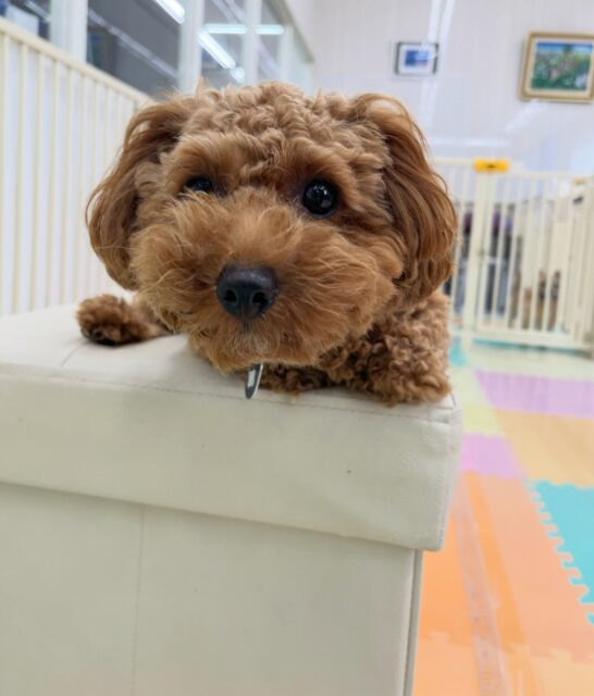 モカちゃん🐶
スタッフと手遊びして遊んだり甘えたりしていました✨️
ボネちゃんやタフィーちゃんと挨拶していました😊
🐾🐶愛犬のお悩みご相談ください🐶🐾
@kenkohmura_official
↑フォロー待ってます↑
〒955-0091 新潟県三条市上須頃大割428−1
☎︎ 0256-35-3999
✉️ info@kenkohmura.jp
HP: https://kenkohmura.jp
LINE: https://lin.ee/7LIz5sb
#犬幸村#犬の幼稚園 #吠える噛む #犬のしつけ #トイレ
トイプードル トイプードル大好き トイプードル可愛い