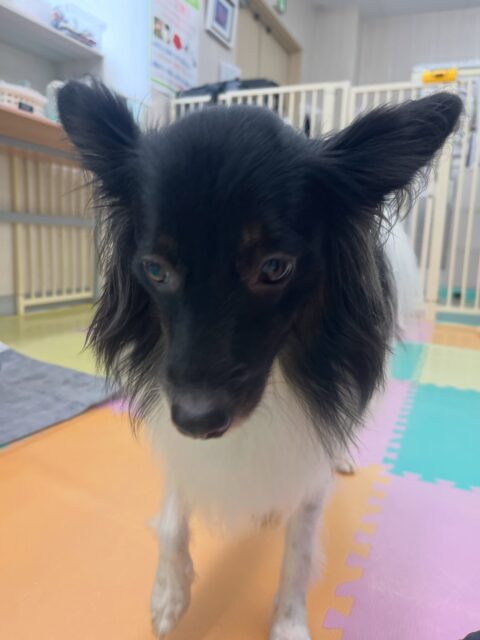 リラちゃん🐶
大好きなマロンちゃんと遊んだり、モカちゃんやゆずちゃんが気になったみたいで匂いを嗅いだりしていました😆
🐾🐶愛犬のお悩みご相談ください🐶🐾
@kenkohmura_official
↑フォロー待ってます↑
〒955-0091 新潟県三条市上須頃大割428−1
☎︎ 0256-35-3999
✉️ info@kenkohmura.jp
HP: https://kenkohmura.jp
LINE: https://lin.ee/7LIz5sb
#犬幸村#犬の幼稚園 #吠える噛む #犬のしつけ #トイレ
ミックス犬 ミックス犬大好き ミックス犬可愛い