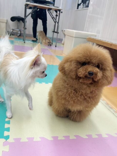 ププちゃん🐶
ココちゃんに気にいられていたり、スモアちゃんやボネちゃんを追いかけたりしていました😆
歯磨きトレーニング開始して10ヶ月経過しました🦷🪥✨
汚れをつけないようにこれからもしっかり頑張りましょう!
🐾🐶愛犬のお悩みご相談ください🐶🐾
@kenkohmura_official
↑フォロー待ってます↑
〒955-0091 新潟県三条市上須頃大割428−1
☎︎ 0256-35-3999
✉️ info@kenkohmura.jp
HP: https://kenkohmura.jp
LINE: https://lin.ee/7LIz5sb
#犬幸村#犬の幼稚園 #吠える噛む #犬のしつけ #トイレ
トイプードル トイプードル大好き トイプードル可愛い