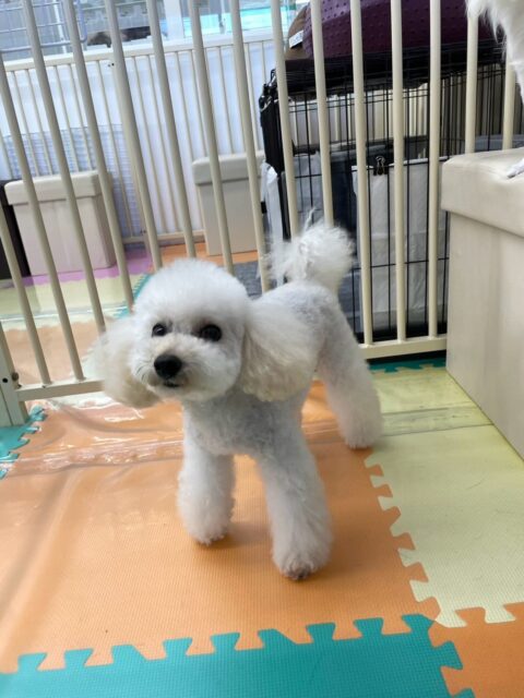 こむぎちゃん🐶
ココちゃんが気になったみたいで匂いを嗅いだりしていました😄
お手入れイヤイヤすることなく上手にできていました👏
🐾🐶愛犬のお悩みご相談ください🐶🐾
@kenkohmura_official
↑フォロー待ってます↑
〒955-0091 新潟県三条市上須頃大割428−1
☎︎ 0256-35-3999
✉️ info@kenkohmura.jp
HP: https://kenkohmura.jp
LINE: https://lin.ee/7LIz5sb
#犬幸村#犬の幼稚園 #吠える噛む #犬のしつけ #トイレ
トイプードル トイプードル大好き トイプードル可愛い